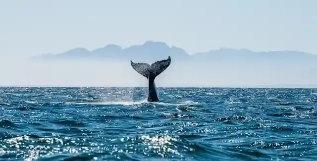 Free Whale 自由鲸机场 跑路